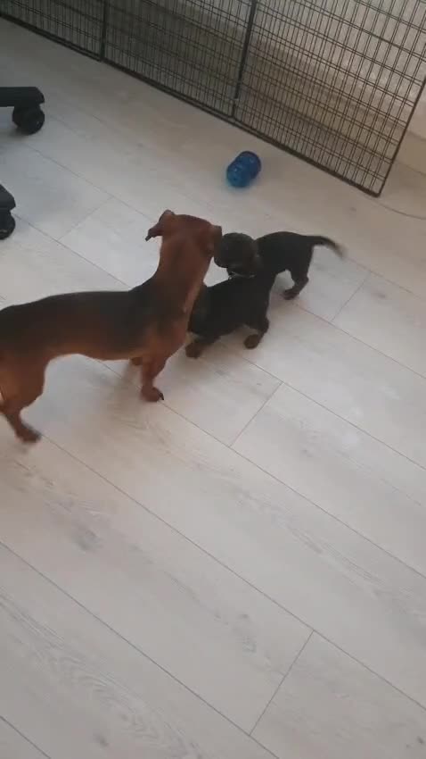 Mixed Breed dogs for sale: Small breed puppies Isle Of Anglesey - Video 3