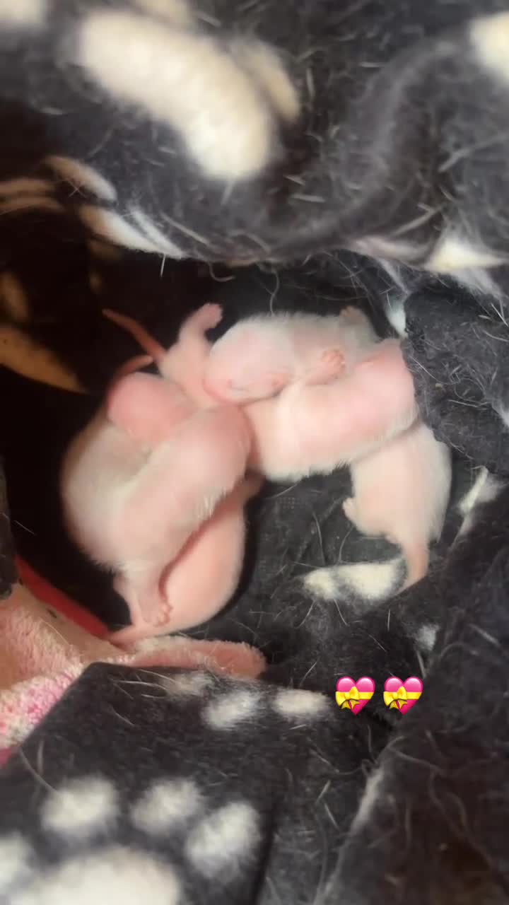 Ferret rodents for sale: semi-angora kits ready July 2026 - Video 1