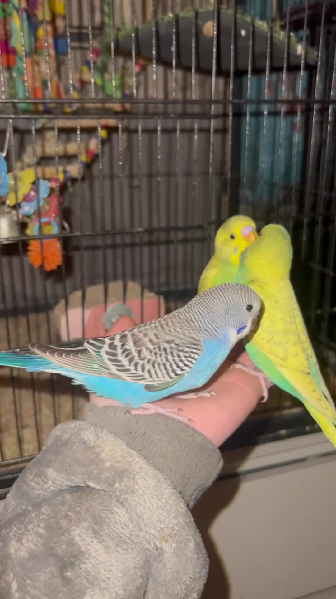 Budgerigars birds for sale: Silly Tame Baby Budgies - Video 1