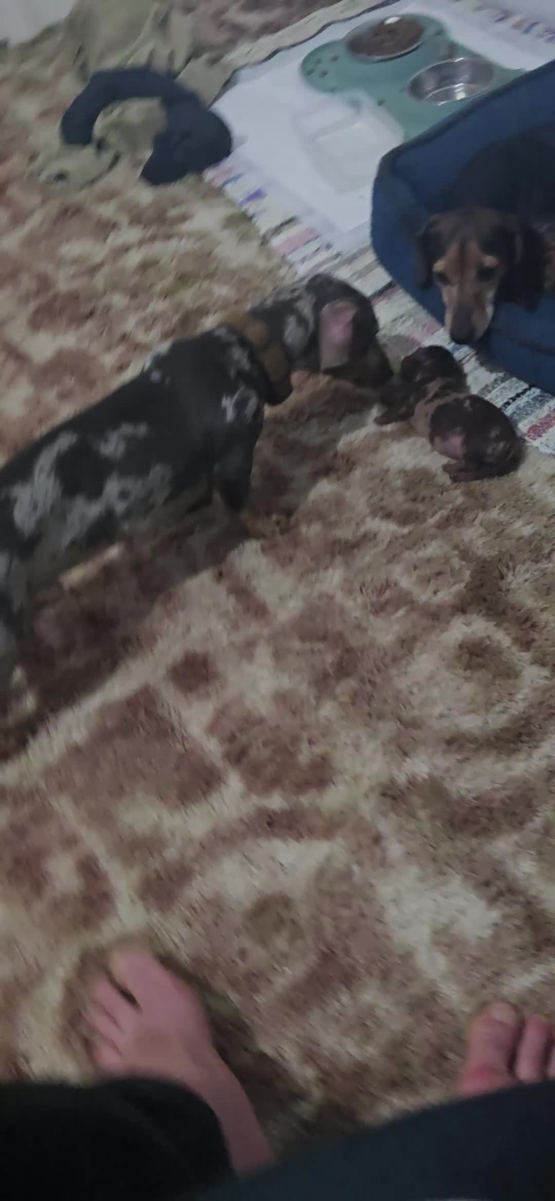 Miniature Dachshund dogs for sale: True to type kc dad home raised both parents here - Video 1