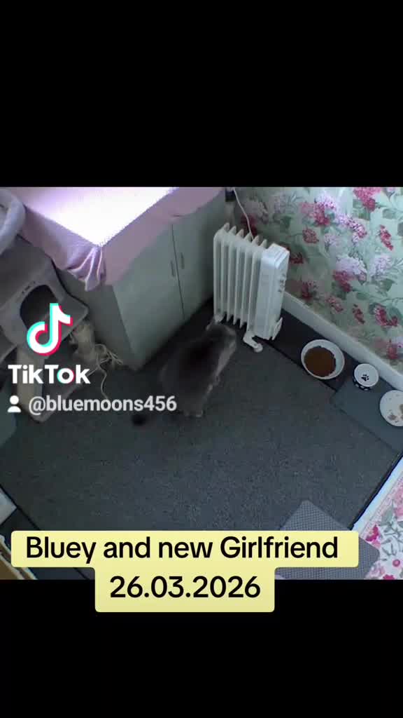 British Shorthair cats for stud: British Shorthair Stud  - Video 4