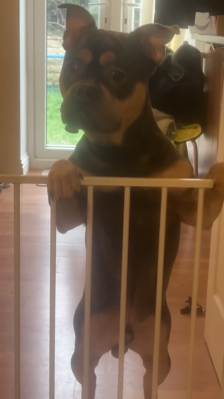 Mixed Breed dogs for sale: French/American bully  - Video 2