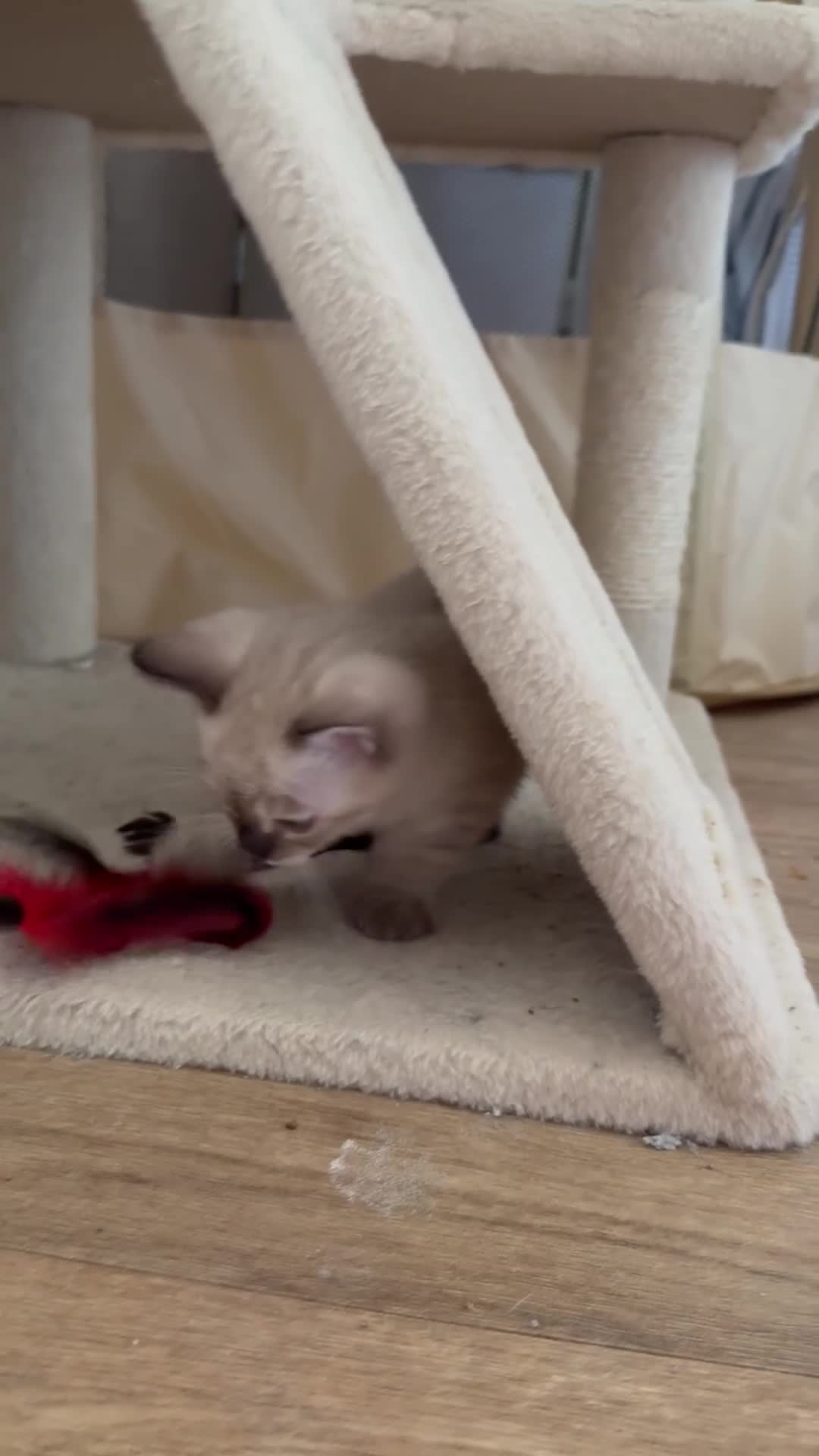 Bengal cats for sale: Tempest Bengala TICA registered kittens  - Video 5