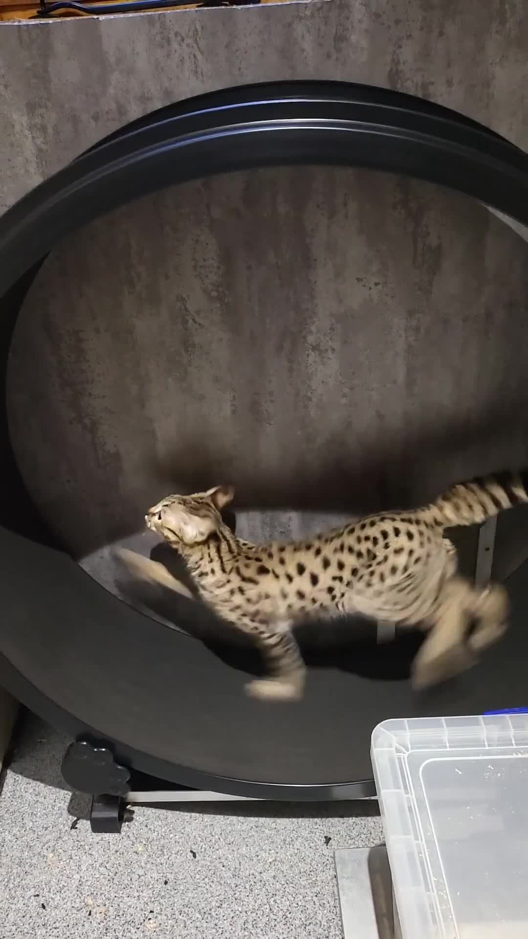 Savannah cats for sale: Stunning rare F2 Savannah - One Remaining! - Video 1