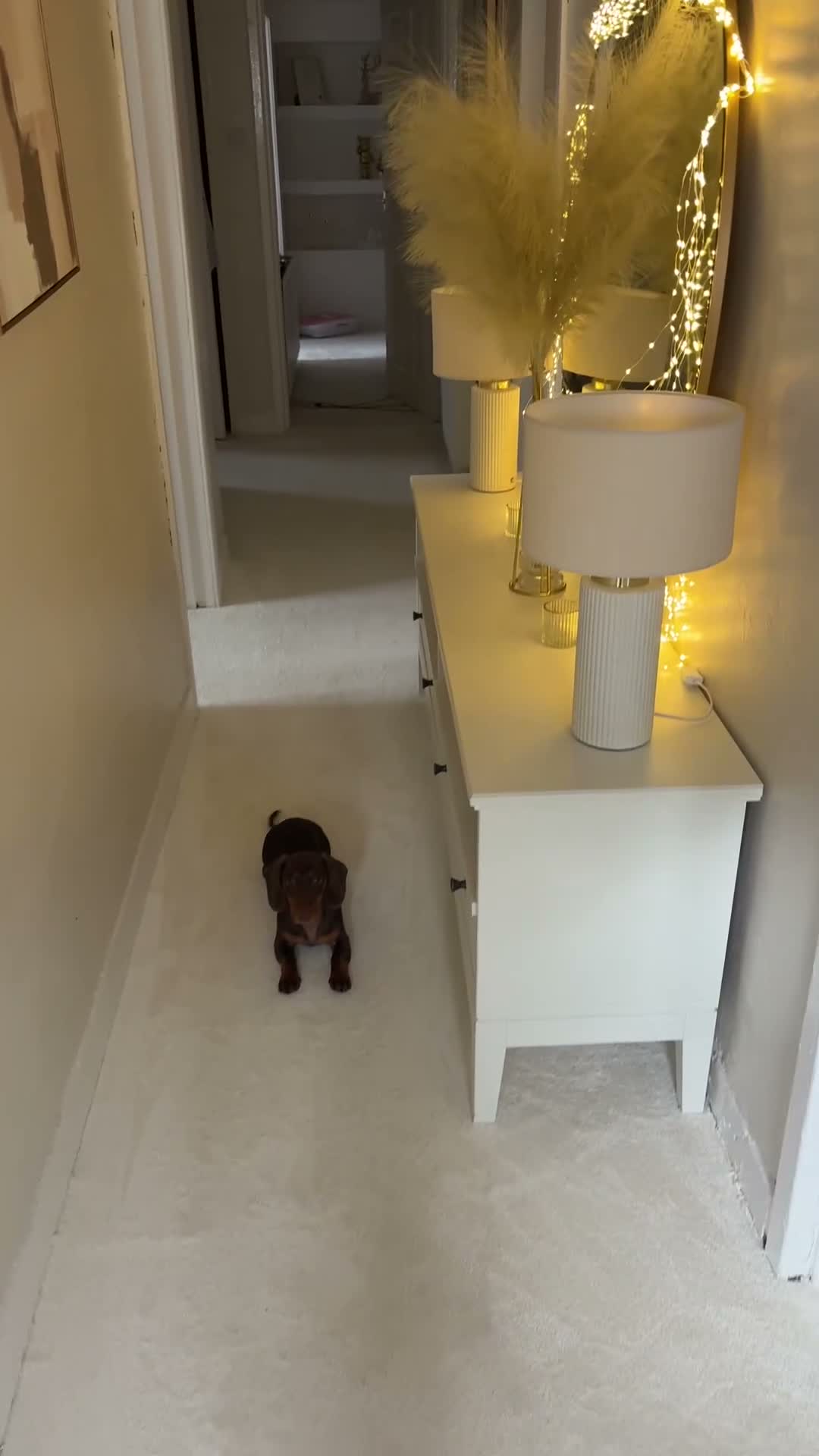 Miniature Dachshund dogs for sale: Miniature dachshund  in Glasgow - Video 2