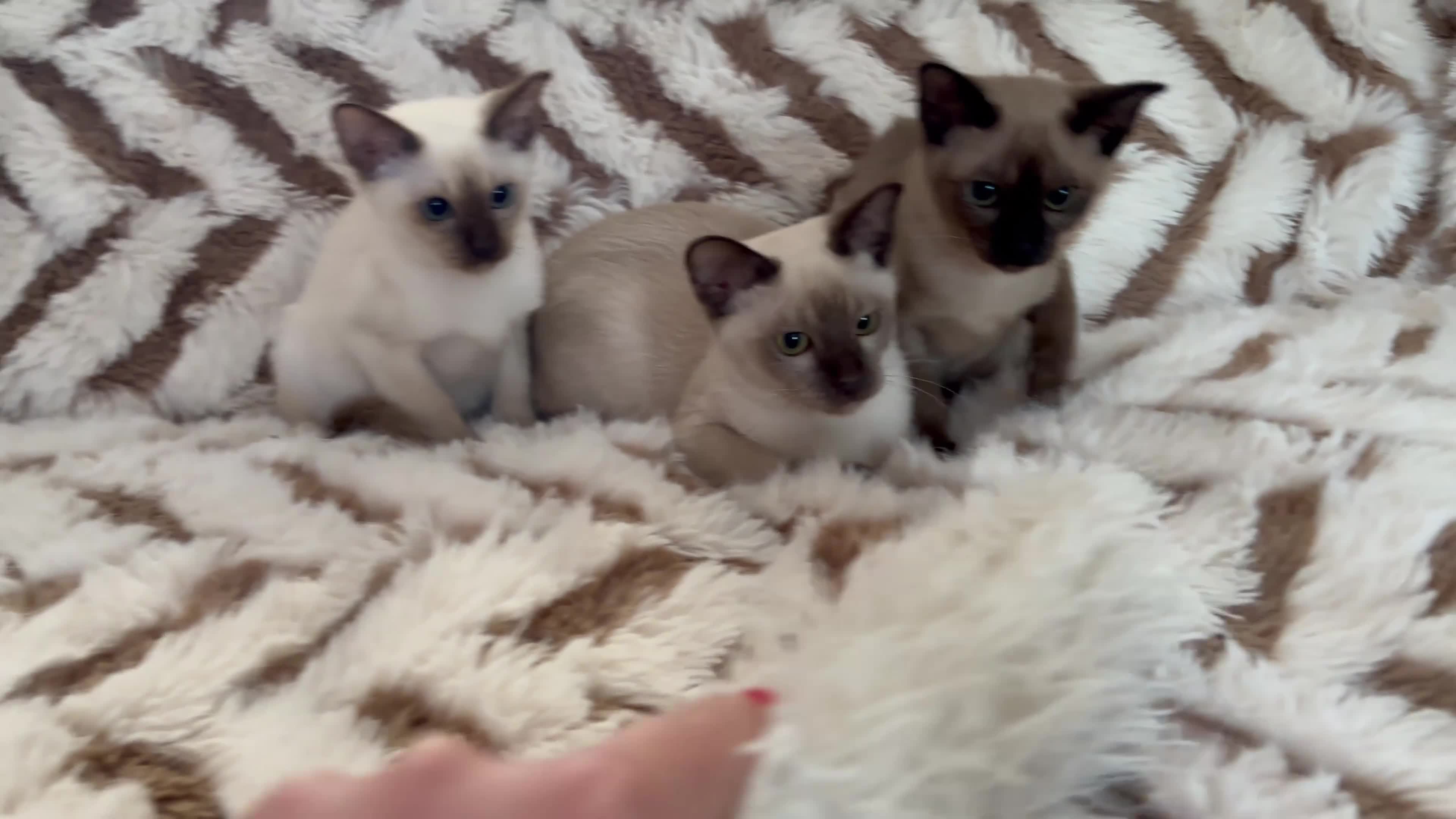 Tonkinese cats for sale: Exceptional pedigree Tonkinese - Video 1