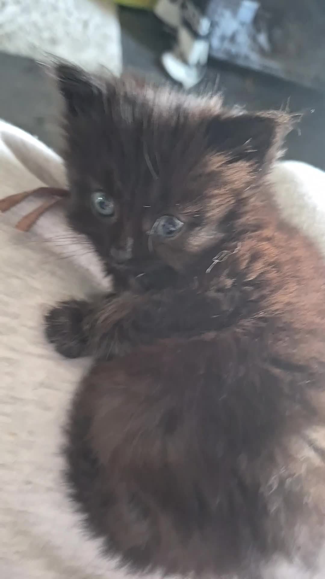 Mixed Breed cats for sale: 4 fluffy,cuddly, family kittens ❤️ - Video 1