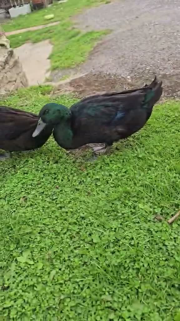 Ducks poultry for sale: Cayuga ducks in Durham - Video 1
