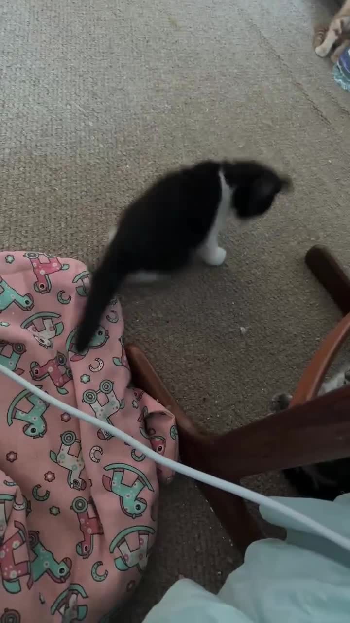 Mixed Breed cats for sale: 1 playful female kittens looking for a new home - Video 1
