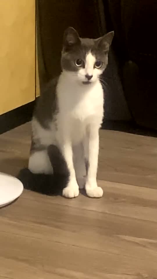 Domestic Shorthair cats for sale: Miss Fatima - Video 1