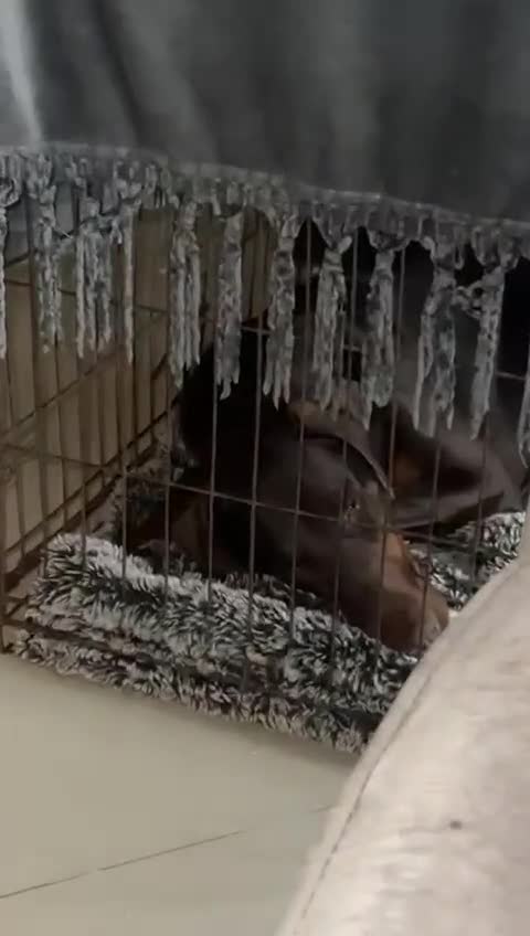 Dobermann dogs for sale: Champion Bloodline Dobermann female  - Video 4