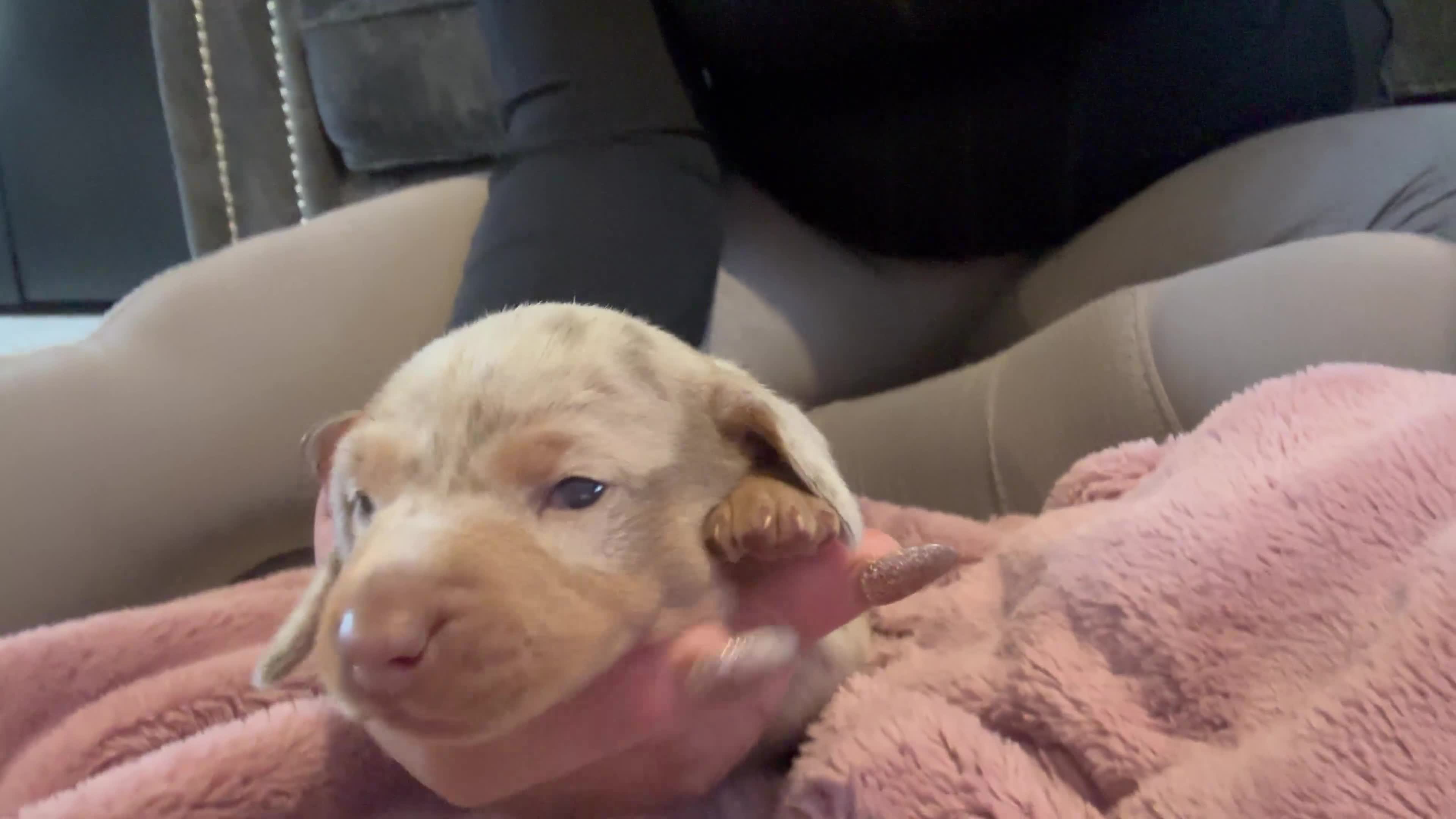 Miniature Dachshund dogs for sale: Special delivery ❤️💙 Ready to leave Feb 10th 🌹 - Video 1