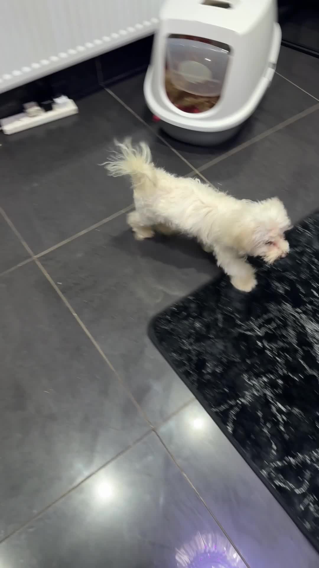 Maltese dogs for sale: Jake Maltese boy is only 4 months old in Ilford - Video 2