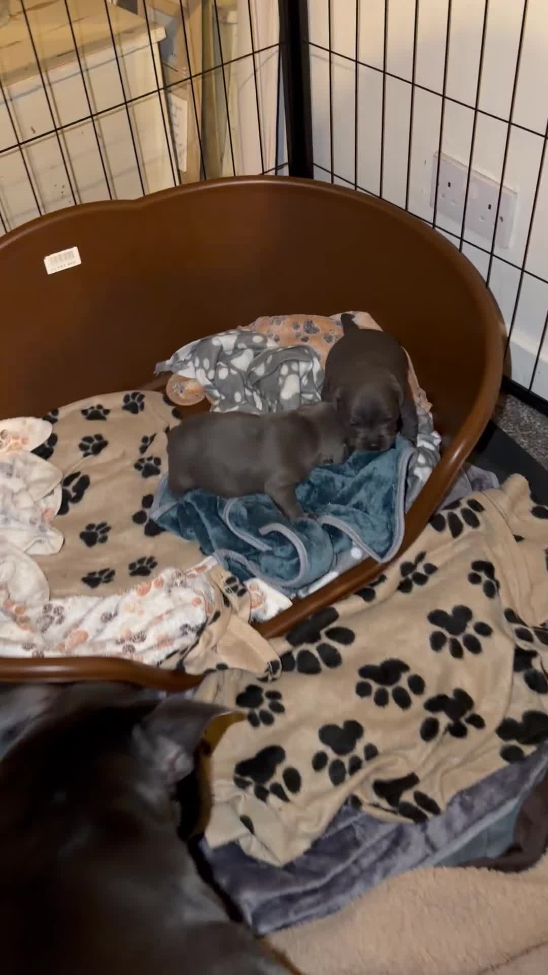 Staffordshire Bull Terrier dogs for sale: KC REGISTERED ‘KING FURY’ PUPS - Video 1