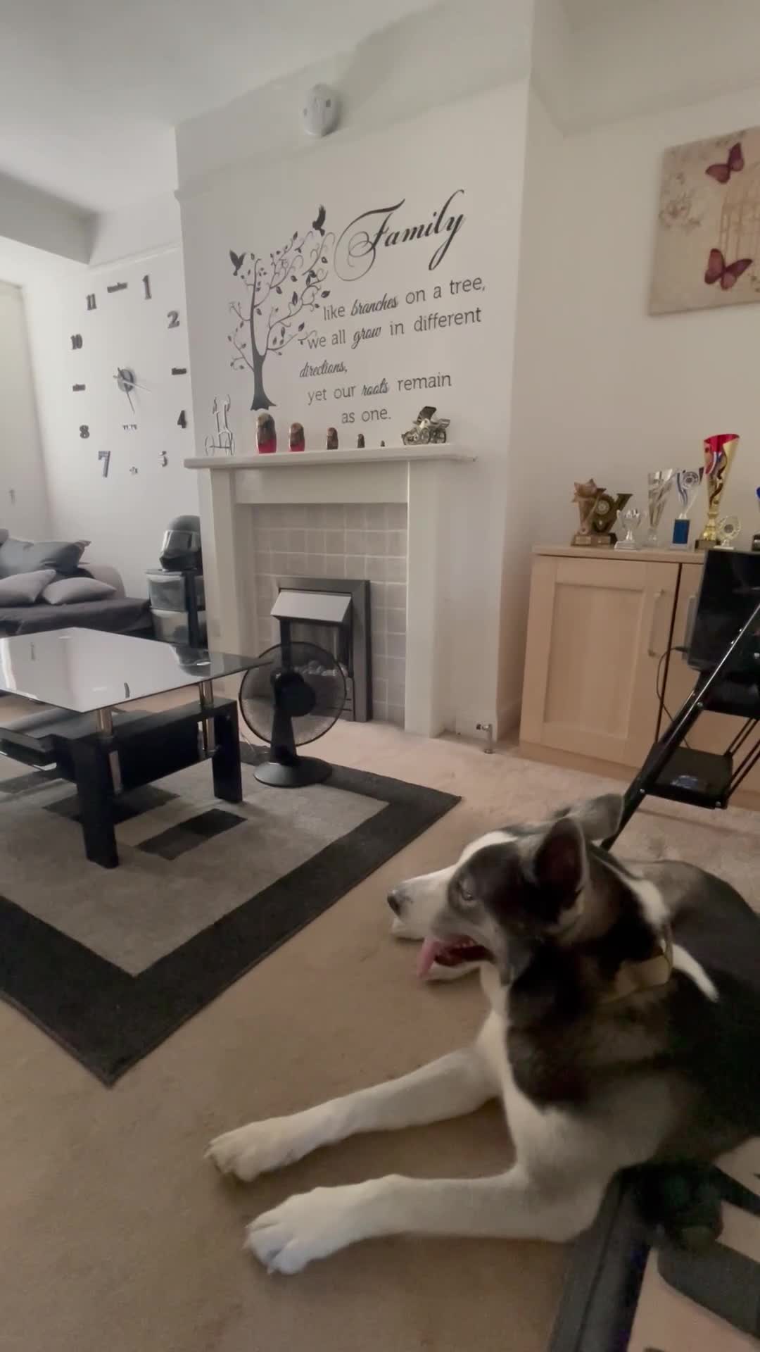 Siberian Husky dogs for sale: Demon - Video 1