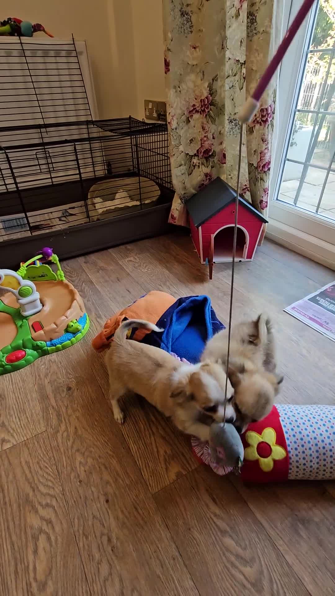 Chihuahua dogs for sale: Gorgeous KCReg. Longcoat Chihuahua Puppies  - Video 1