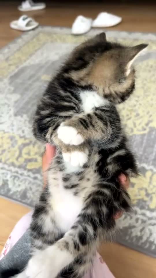 British Shorthair cats for sale: British short hair kittens  - Video 2