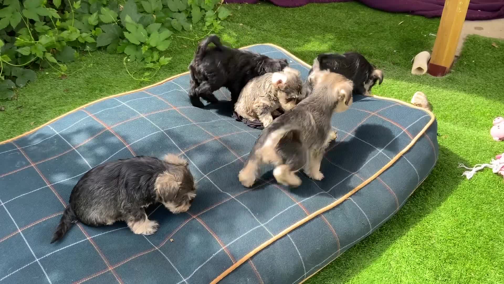 Miniature Schnauzer dogs for sale: Happy healthy miniature Schauzer puppies - Video 4