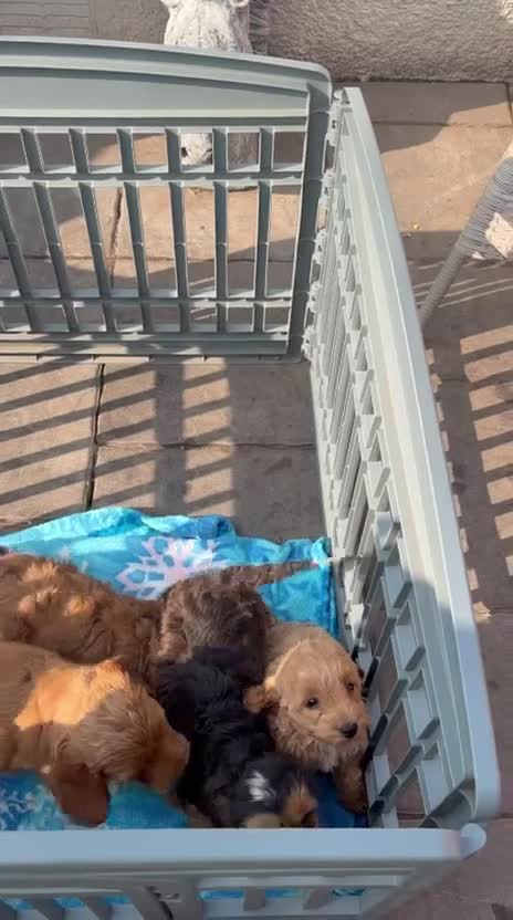 Cockapoo dogs for sale: Cockapoo f1 pup ready now - Video 1
