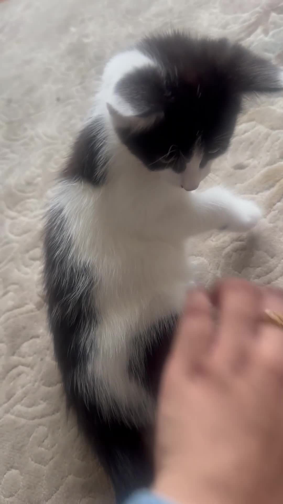Siamese cats for sale: Beautiful mixed breed ragdoll kitten for sale! - Video 1