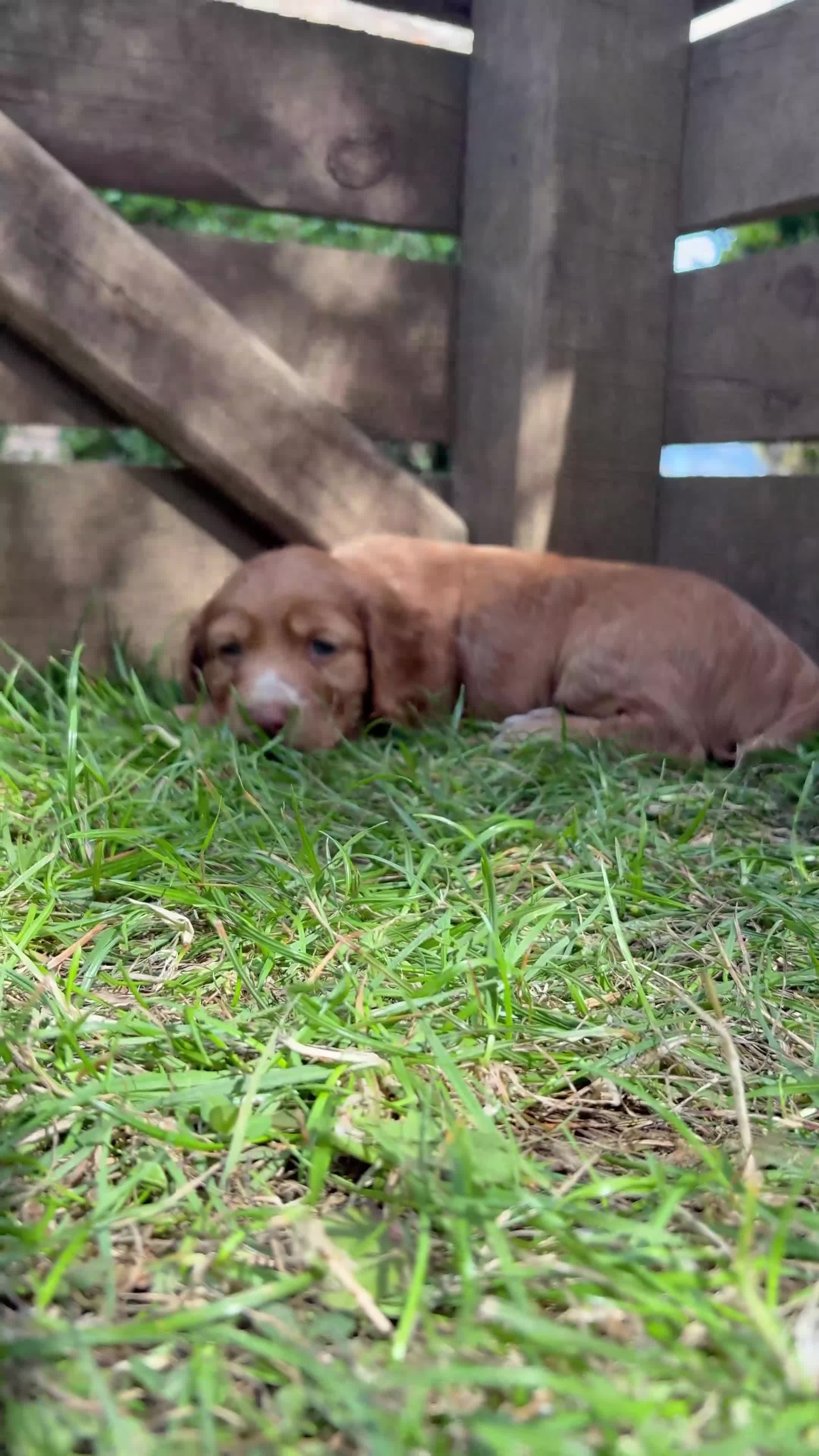 Cocker Spaniel dogs for sale: Cocker Spaniel Puppies Available  in Thirsk - Video 4