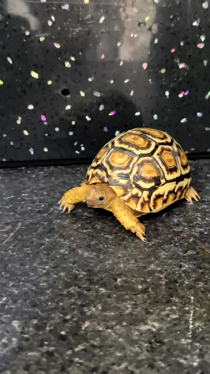 Tortoise reptiles for sale: Tortoise African Leopard  - Video 1