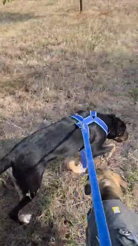 Mixed Breed dogs for adoption: RONA - a Superb young Girl for a Loving Home - Video 3