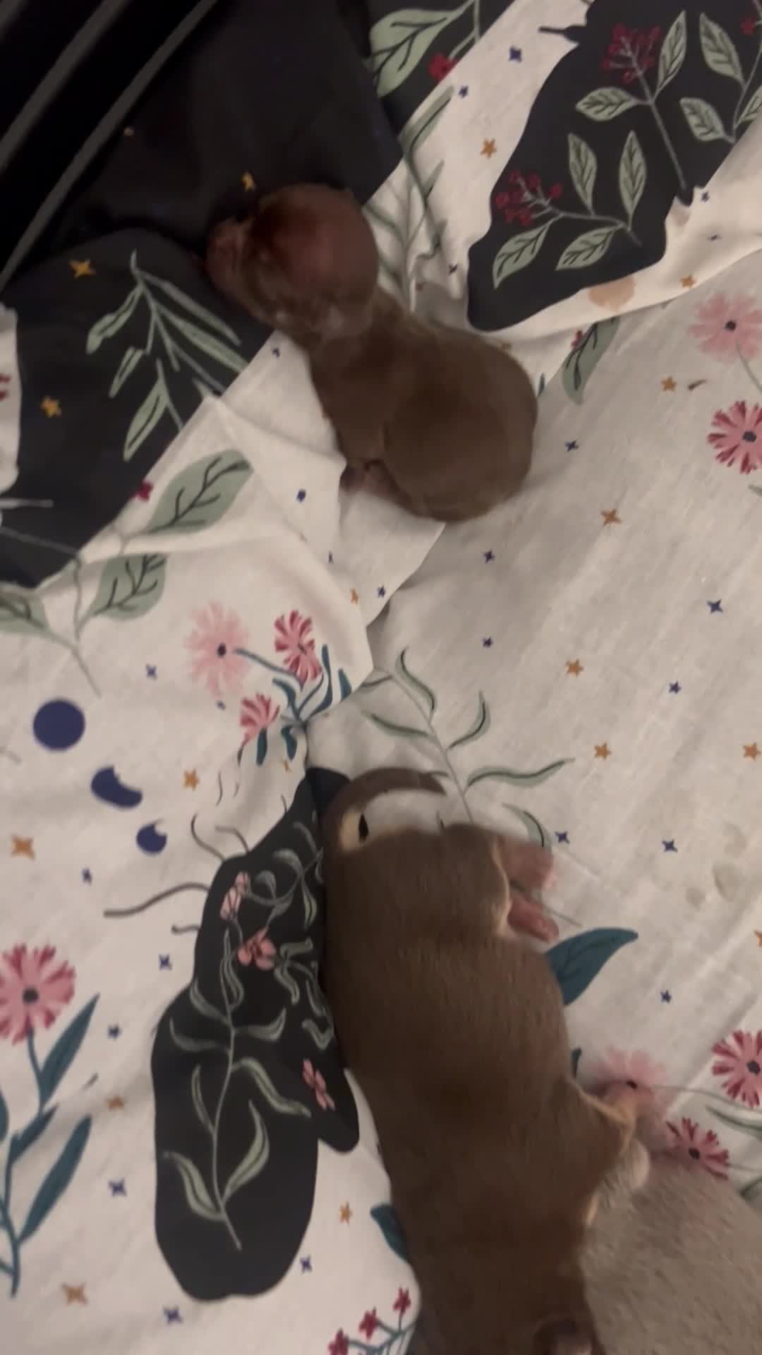 Chihuahua dogs for sale: 4 stunning chihuahua puppies  - Video 1