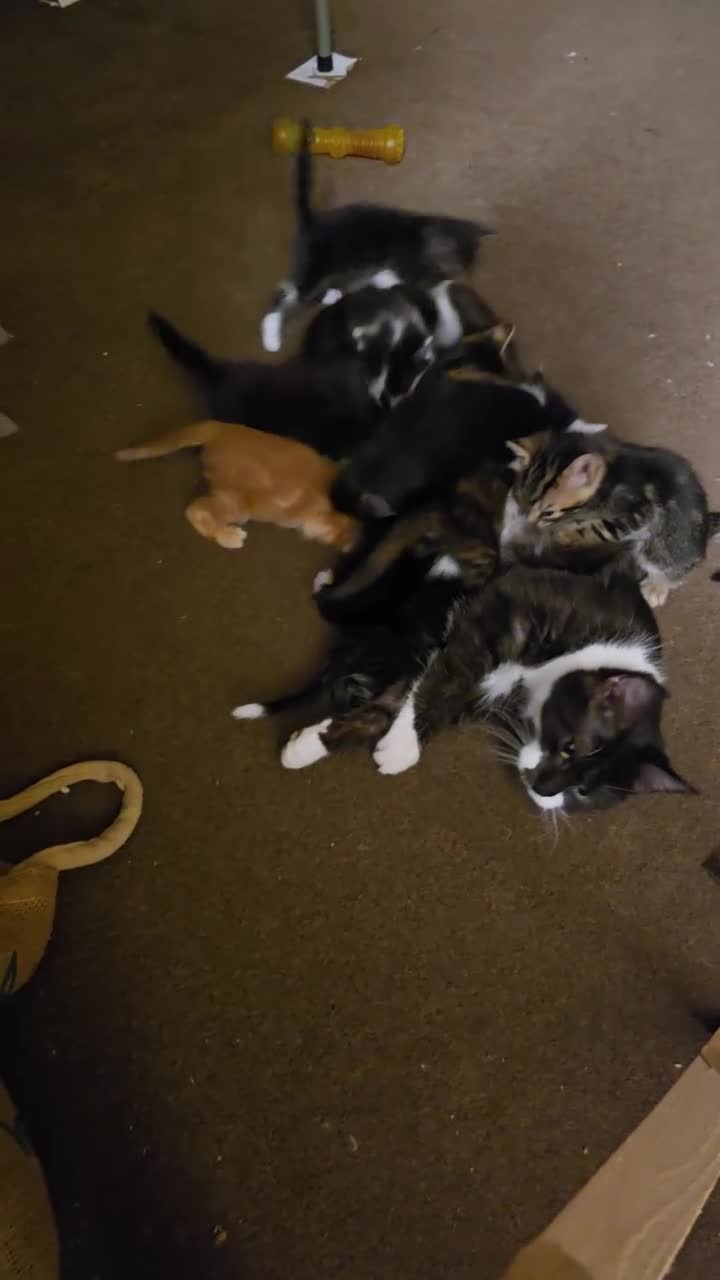 Mixed Breed cats for sale: Maincoon x  - Video 1