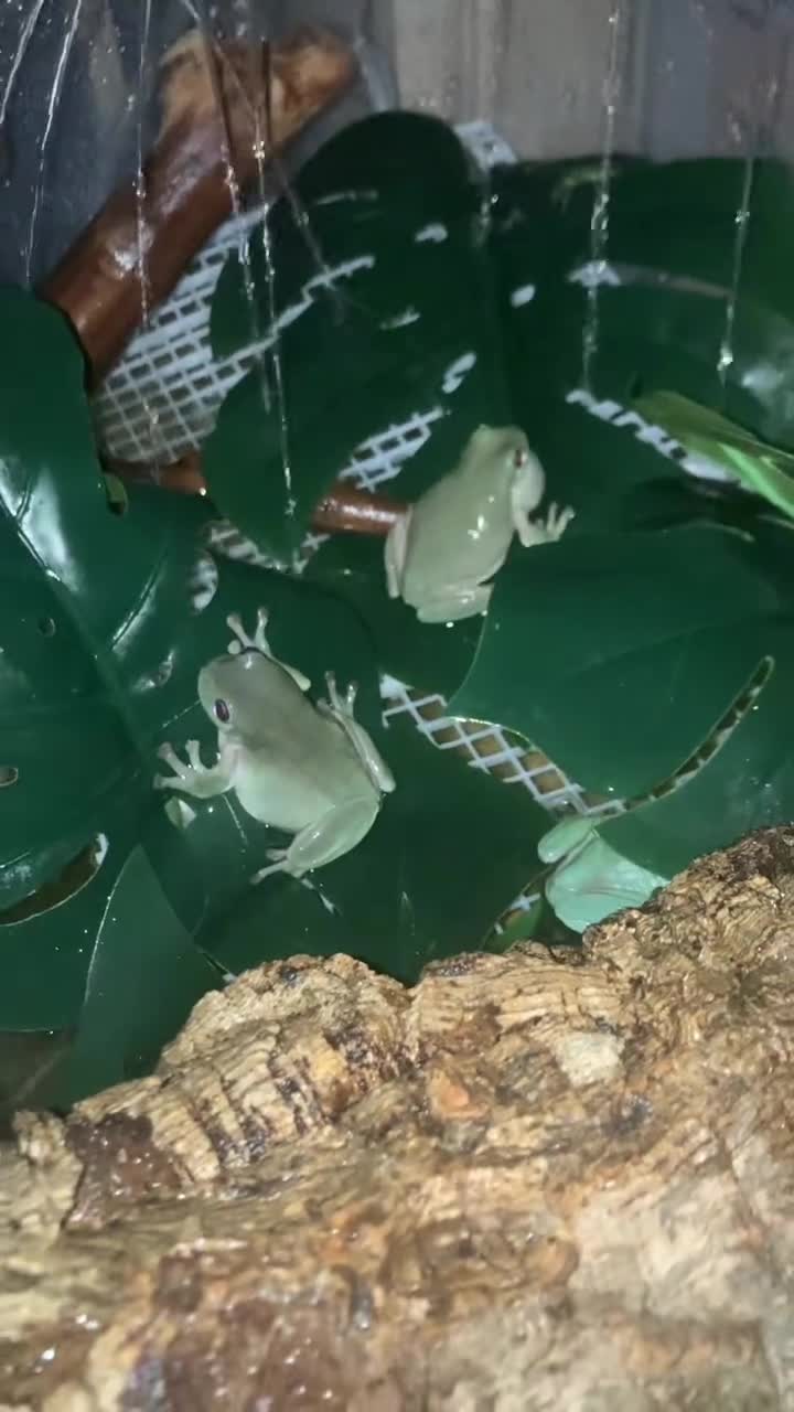 Frog reptiles for sale: Whites tree froglets  - Video 1