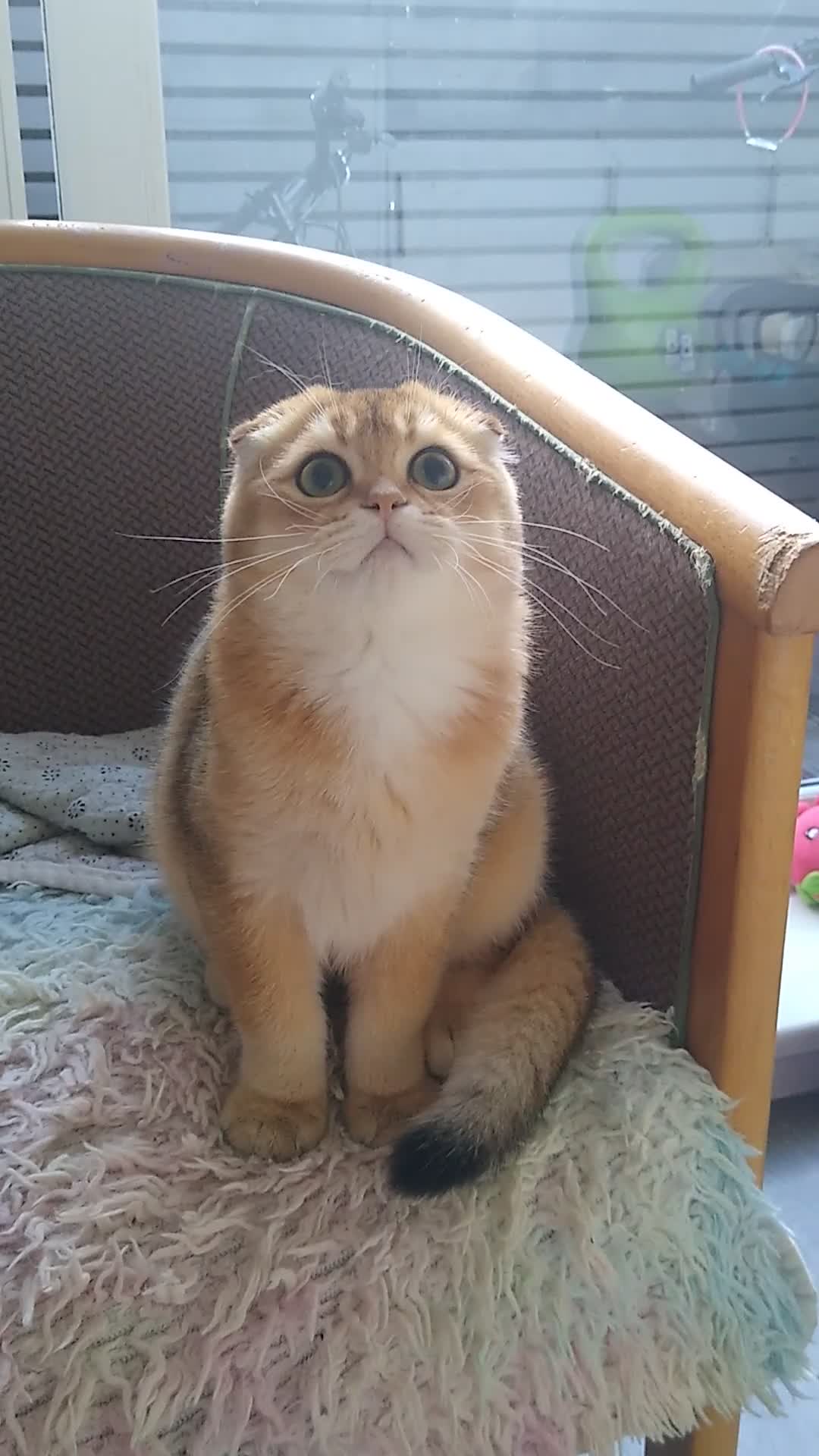 Scottish Fold cats for sale: 🐾Gorgeous Boy Available – TICA Scottish Fold 🐾 - Video 2