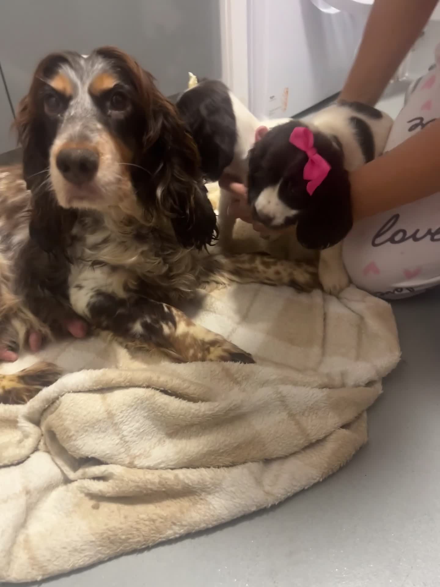 Cocker Spaniel dogs for sale: Show cocker spaniel  - Video 1