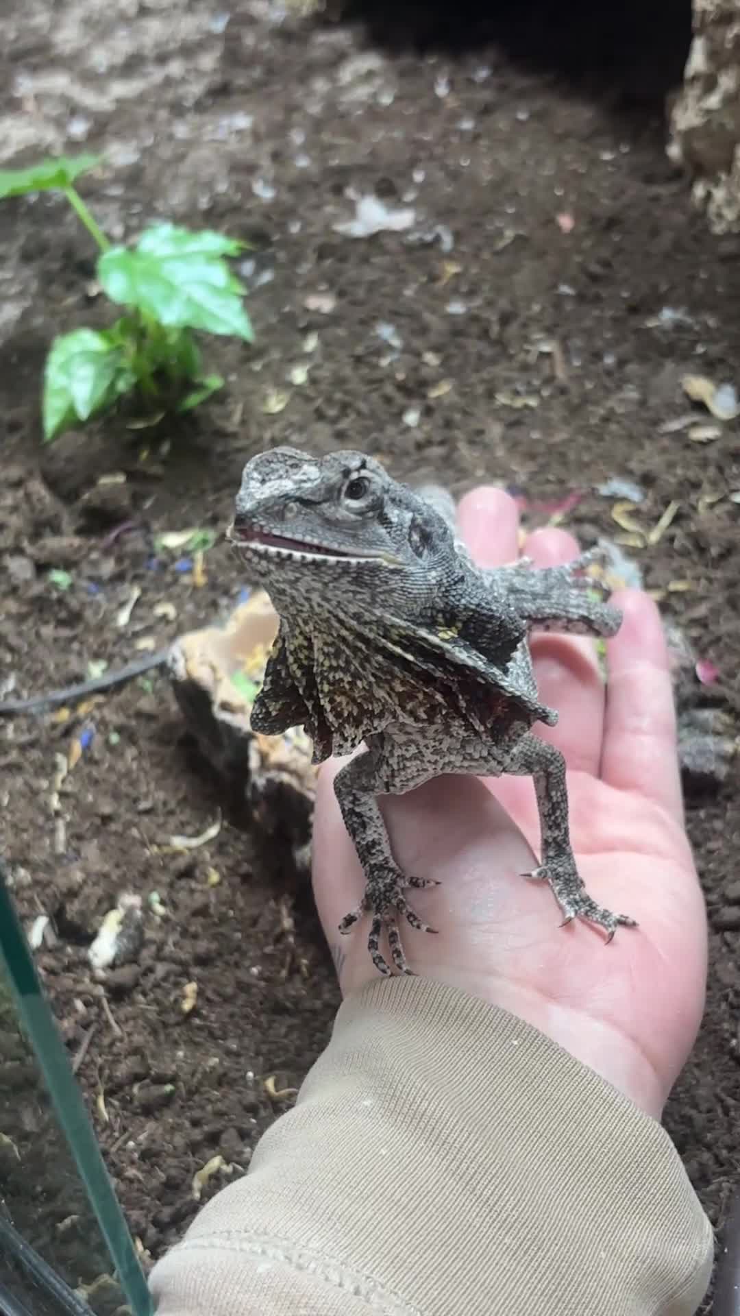 Lizard reptiles for sale: Indo/aussie frilled lizard  in Liverpool - Video 1