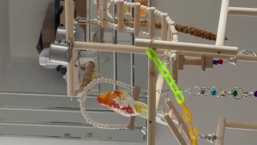 Parakeets birds for sale: **Beautiful Rare Mutation Red-Rumped Parakeet in London - Video 1