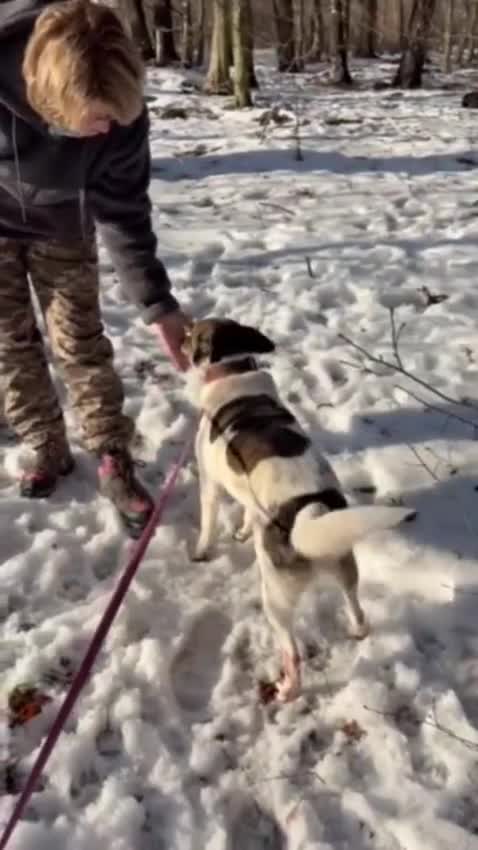 Mixed Breed dogs for adoption: ❤️🐶 MARY – Smart, Devoted And Full Of Life 🐶❤️ - Video 1