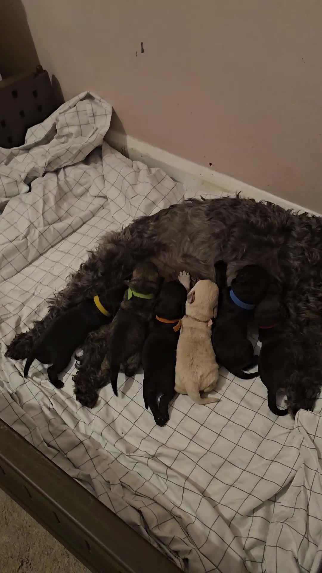 Schnoodle dogs for sale: Perfect schnoodles - Video 1