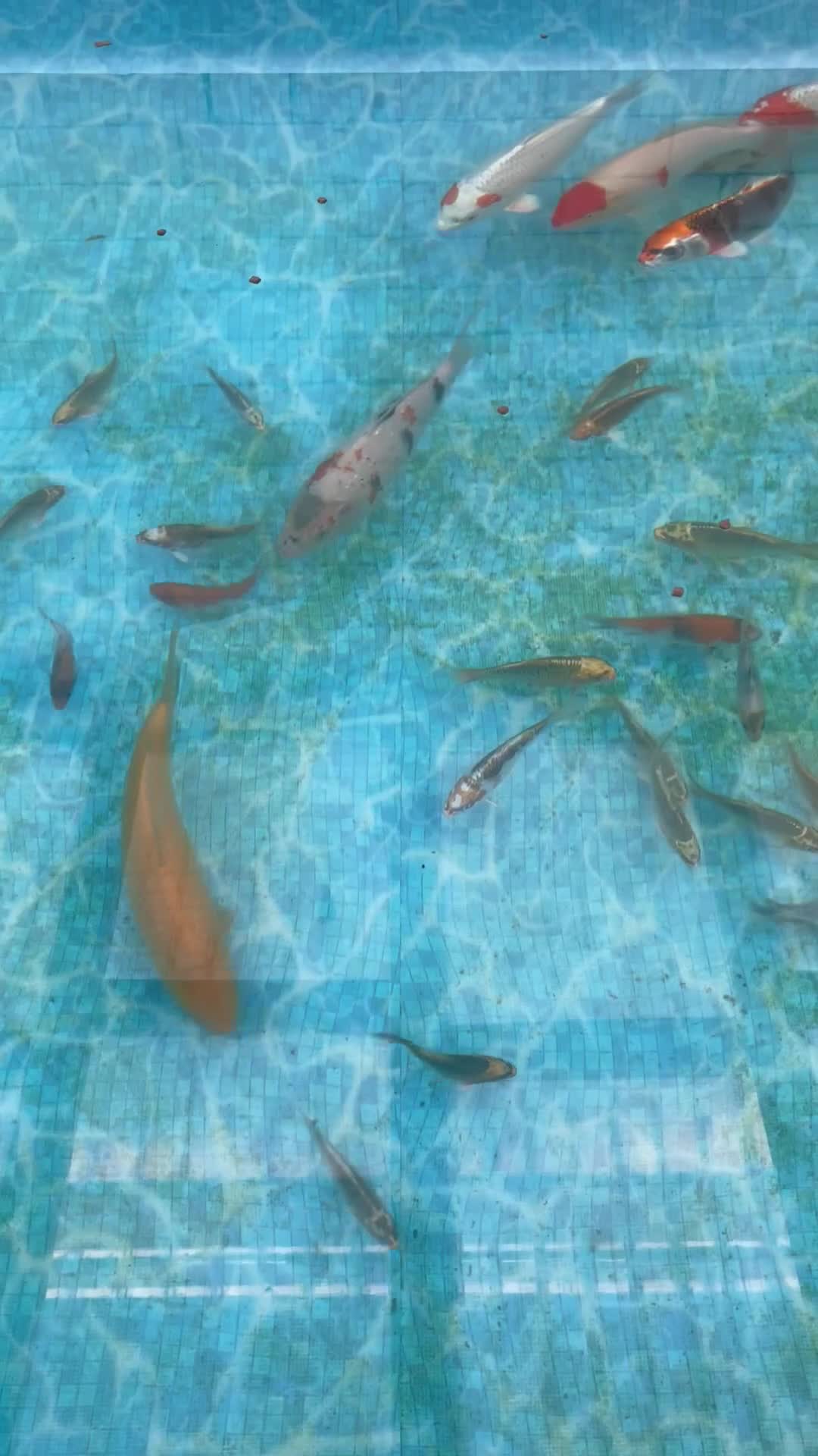 Koi Carp fish for sale: 💥QUALITY KOI CARP COLOURFUL NICE SELECTION💥 - Video 1