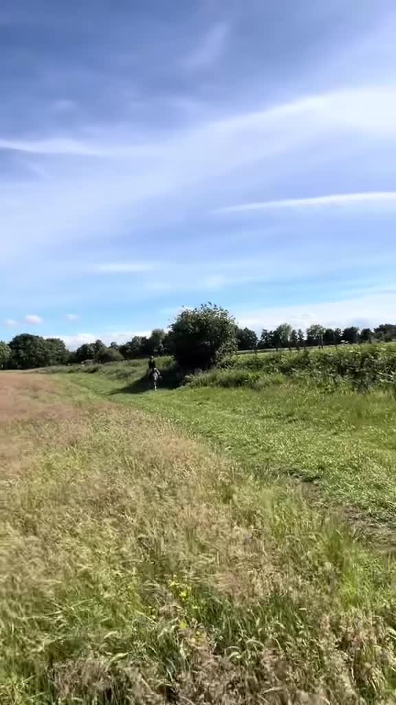 Welsh Section C horses for sale: godebog ulrika 14.2 - Video 3