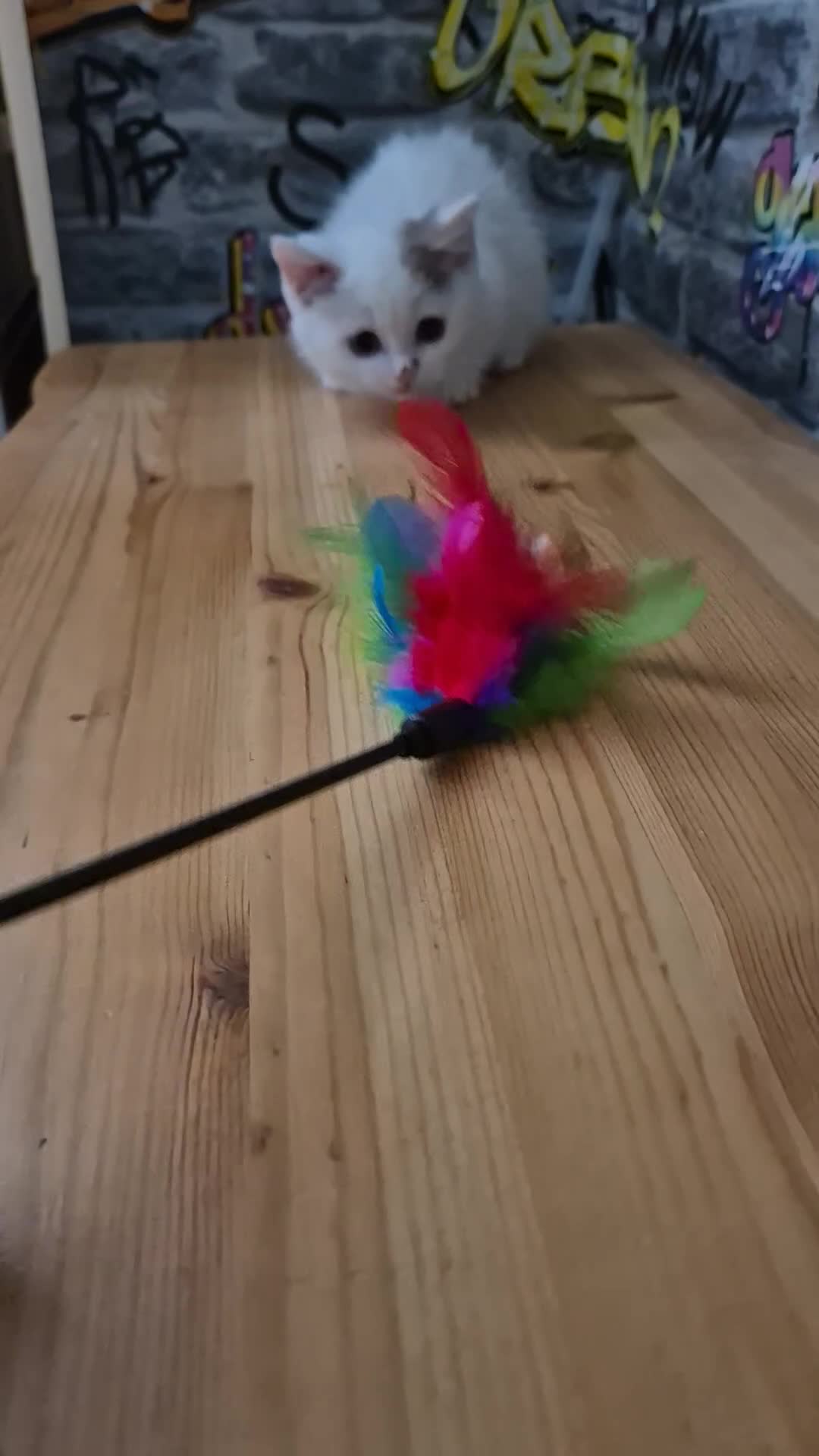 Munchkin cats for sale: Munchkin kittens ready for reservations or collect - Video 3