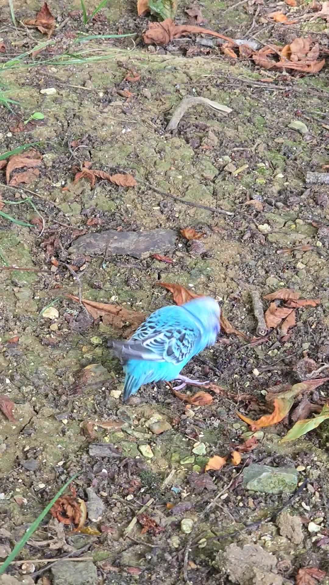 Budgerigars birds for sale: Male and female Budgies - Video 4