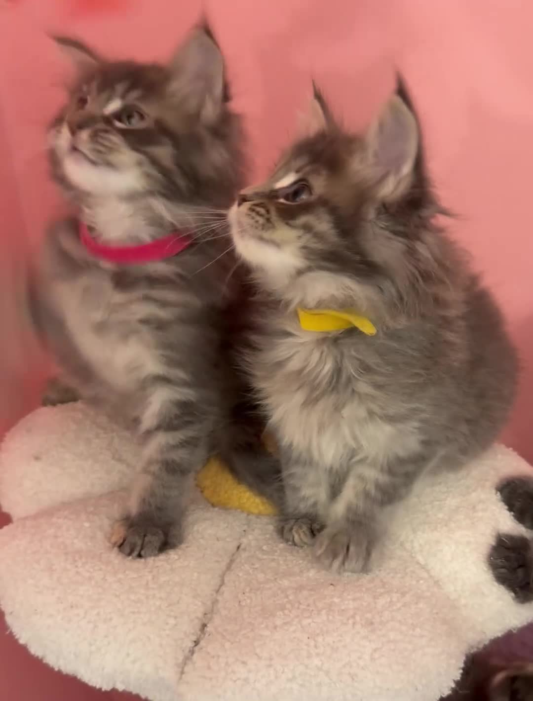 Maine Coon cats for sale: TICA Registered Maine Coon Kittens - Video 3