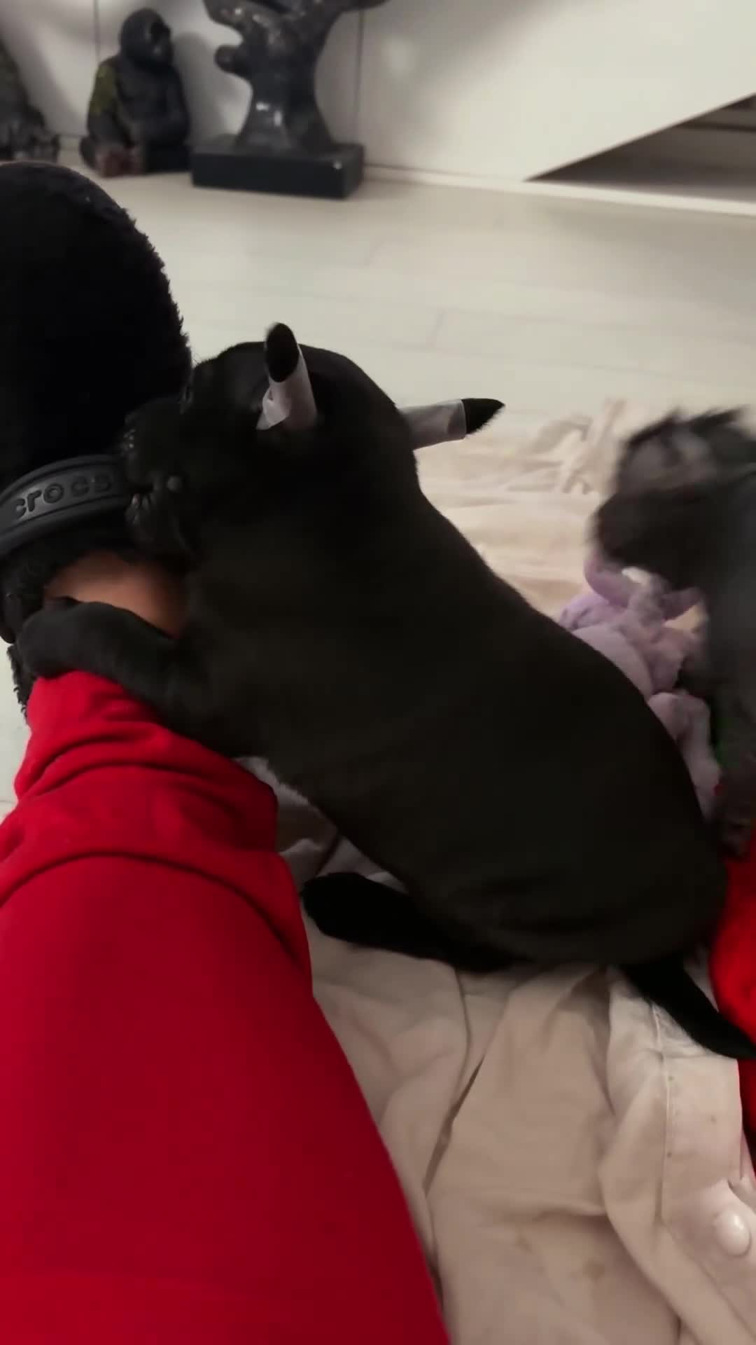 Mexican Hairless dogs for sale: Mini size girl. - Video 3