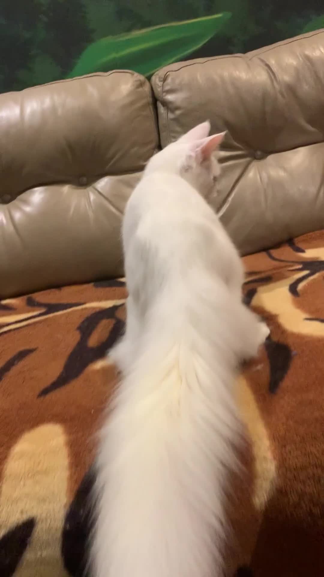 Maine Coon cats for sale: White Maine coon girl spayed TICA registered  - Video 2