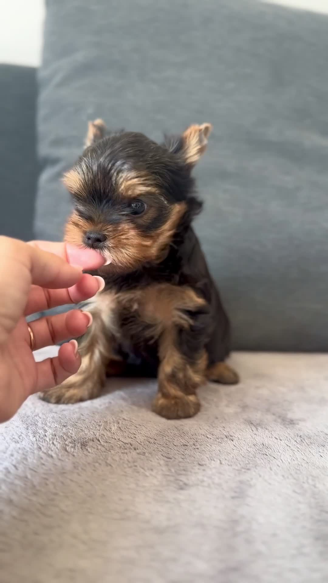 Yorkshire Terrier dogs for sale: ✨🐾 Outstanding Show Quality KC Yorkie Puppies 🐾✨ - Video 1