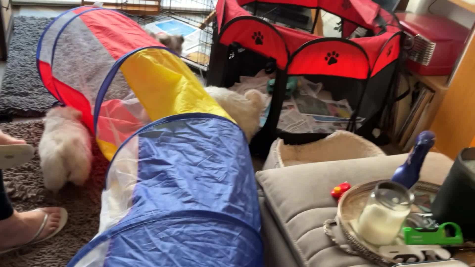 Mixed Breed dogs for sale: Malti-Pom Puppies - £1200 - Video 1