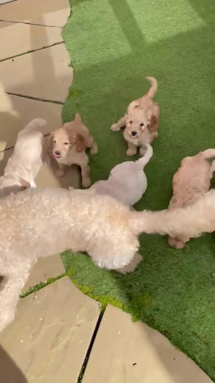 Cockapoo dogs for sale: Show class litter of 7 cockerpoo puppies - Video 2