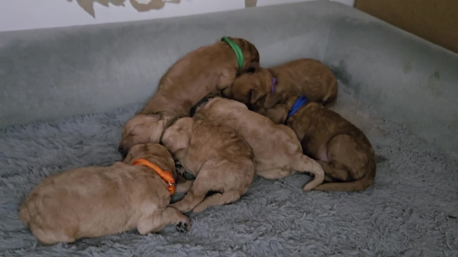 Cockapoo dogs for sale: 6 male Cockapoo puppies. Ready 13th Jan.  - Video 4