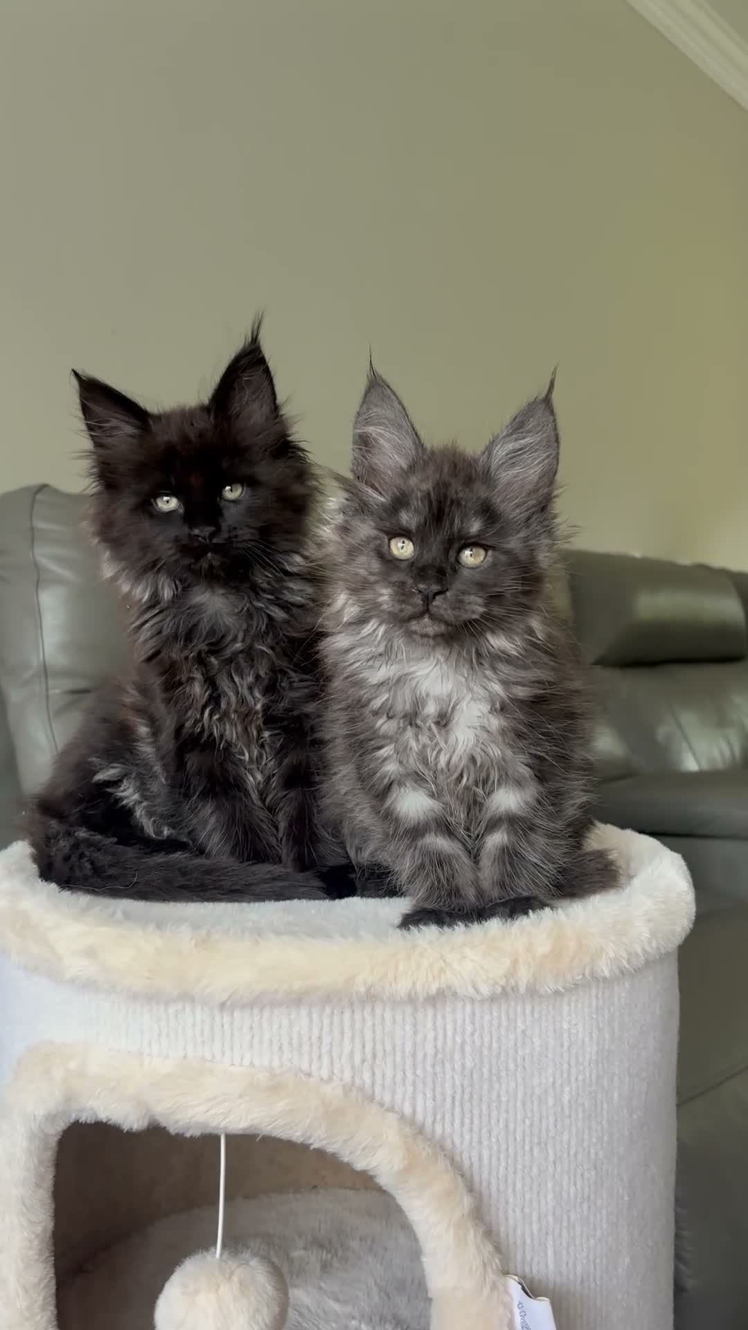 Maine Coon cats for sale: Ready Now TICA Registered Maine Coon Kittens - Video 2