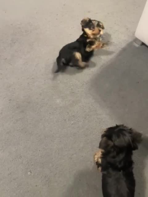 Yorkshire Terrier dogs for sale: 🌸 Adorable Yorkshire Terrier Puppies for Sale 🌸 - Video 1