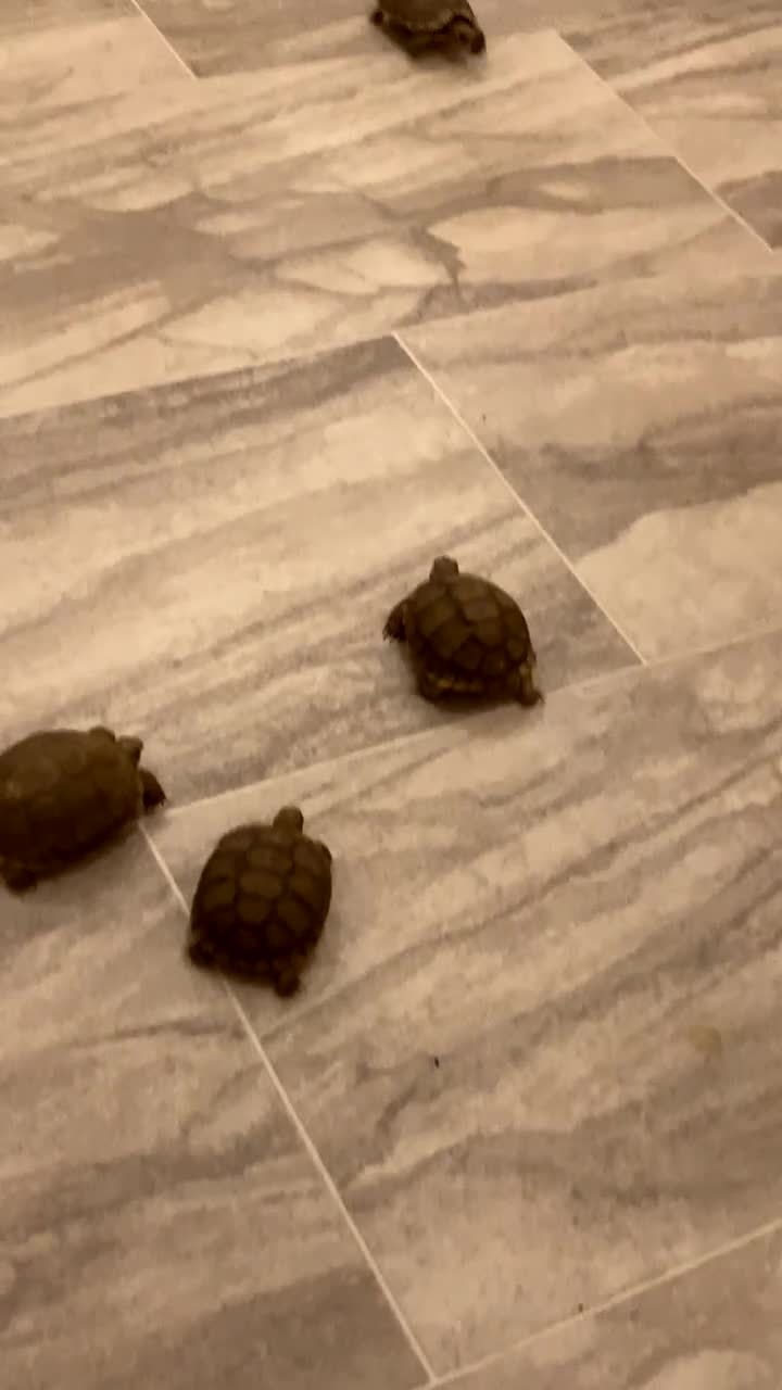 Tortoise reptiles for sale: Tortoise - Video 1